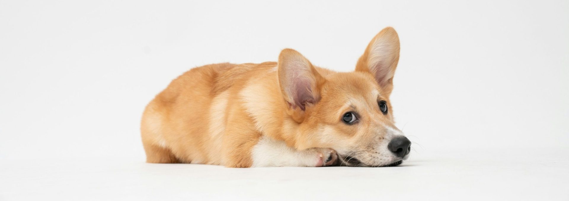 a corgi dog laying down on a white background at The La Ventana at Canyon West Apartments