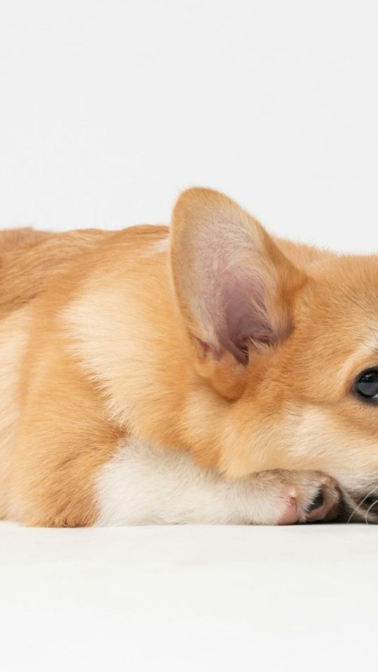 a corgi dog laying down on a white background at The La Ventana at Canyon West Apartments