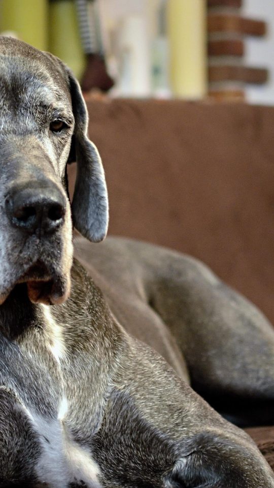 a large dog laying on a brown couch at The La Ventana at Canyon West Apartments